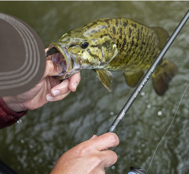 fish caught using fenwick elite rod
