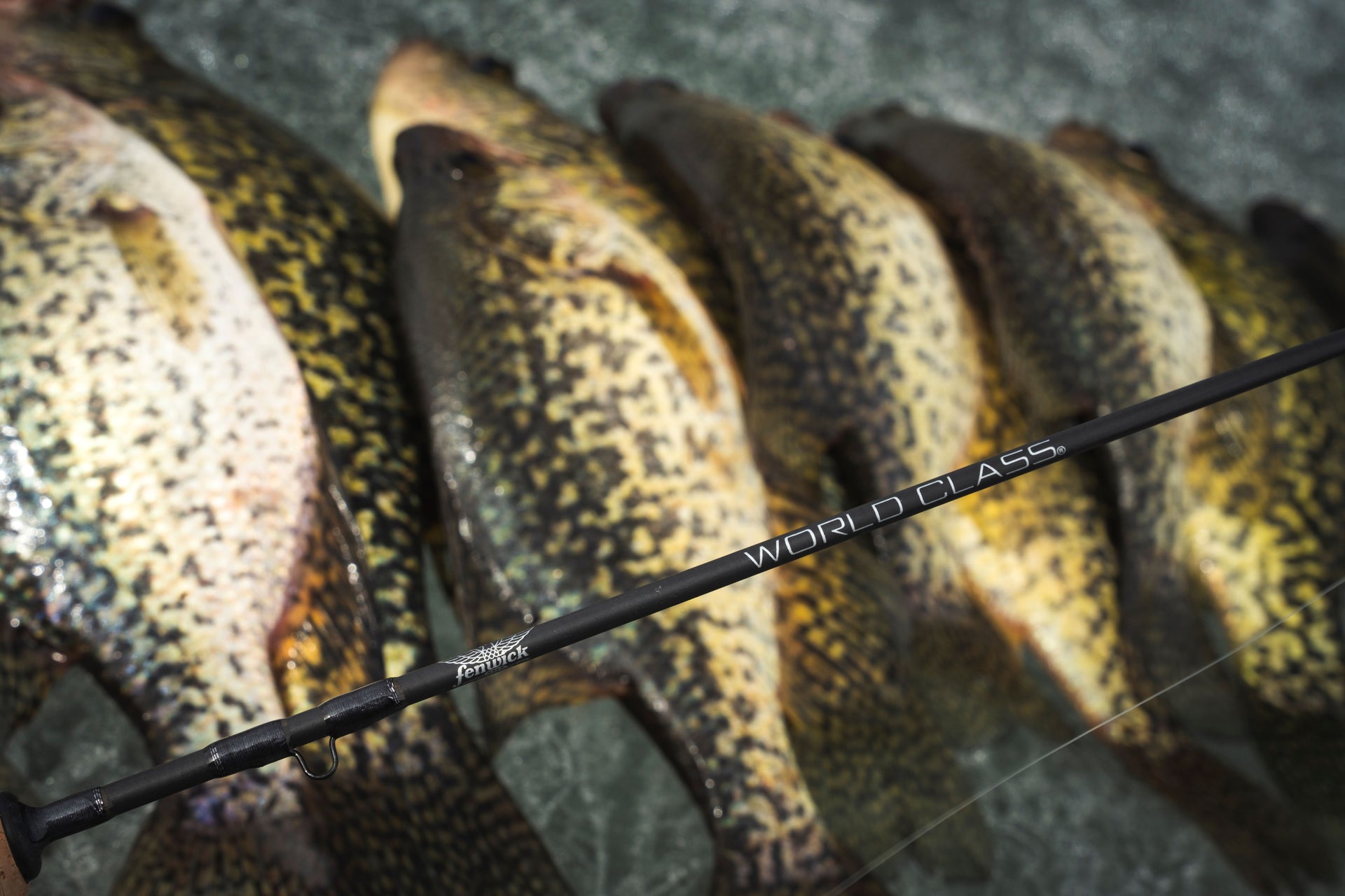 World Class Ice Rod over multiple fish
