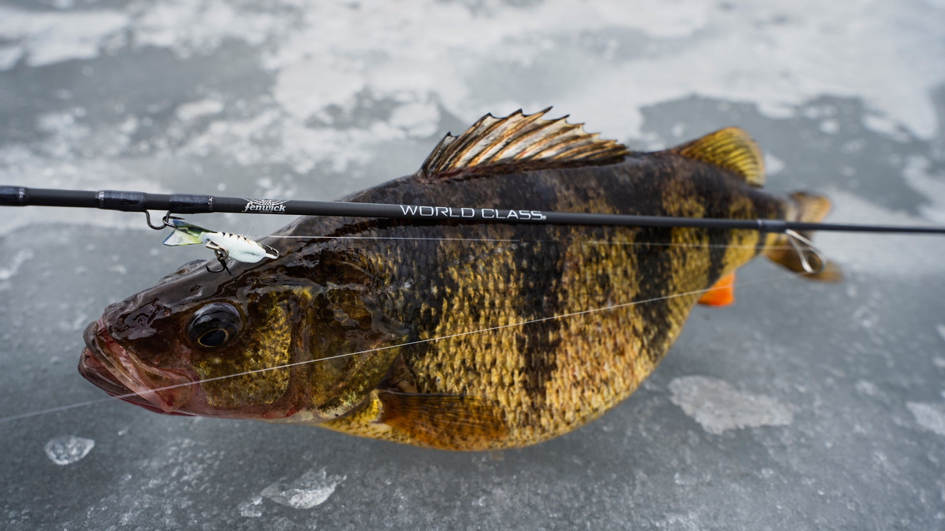 World Class Ice Rod on a fish