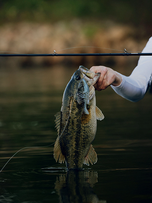 Bass in hand in lake| Fenwick